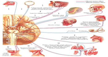 Answered: Cranial Nerve Neurologic Function | bartleby