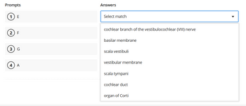 Prompts
1 E
2 F
(3
3 G
4) A
Answers
Select match
cochlear branch of the vestibulocochlear (VIII) nerve
basilar membrane
scala vestibuli
vestibular membrane
scala tympani
cochlear duct
organ of Corti