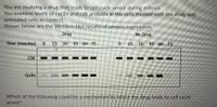 You are studying a drug that leads to cell cycle arrest during mitosis.
You examine levels of cyclin and cdk proteins in the cells treated with the drug, and
untreated cells as control.
Shown below are the Western blot results of protein expression.
Drug
No Drug
Time (minutes)
15
30
45 60 75
0.
15
30
45 60 75
CDK
Cydin
Which of the following could be a mechanism by which the drug leads to cell cycle,
arrest?
