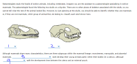 Paleontologists study the fossils of extinct animals, including vertebrates. Imagine you are the assistant to a paleontologist specializing in extinct mammals. The paleontologist found the following two skulls on a dig site. There are no other pieces of the skeleton associated with the skulls, so you cannot tell what the rest of the animal looked like. However, by just glancing at the skulls, you should be able to identify whether they are mammals or, if they are not mammals, which group of animals they do belong to. Classify each skull shown here.

### Skull Diagrams
1. The diagram shows an elongated skull with sharp teeth and a prominent nasal cavity. It resembles typical features seen in predatory reptiles, suggesting it is not a mammal.
2. This skull exhibits characteristics often seen in mammalian skulls, such as a more rounded shape and differentiated teeth (incisors, canines, molars). This suggests it is a mammal.

### Mammalian Subgroups
Although mammals share many characteristics, there are three subgroups within the mammal lineage: monotremes, marsupials, and placental mammals.
- **Monotremes (3)**: These mammals lay eggs.
- **Placental mammals (4)**: These mammals develop their young at least partly within their bodies (in a uterus), although marsupials split the development time between the uterus and an external pouch.