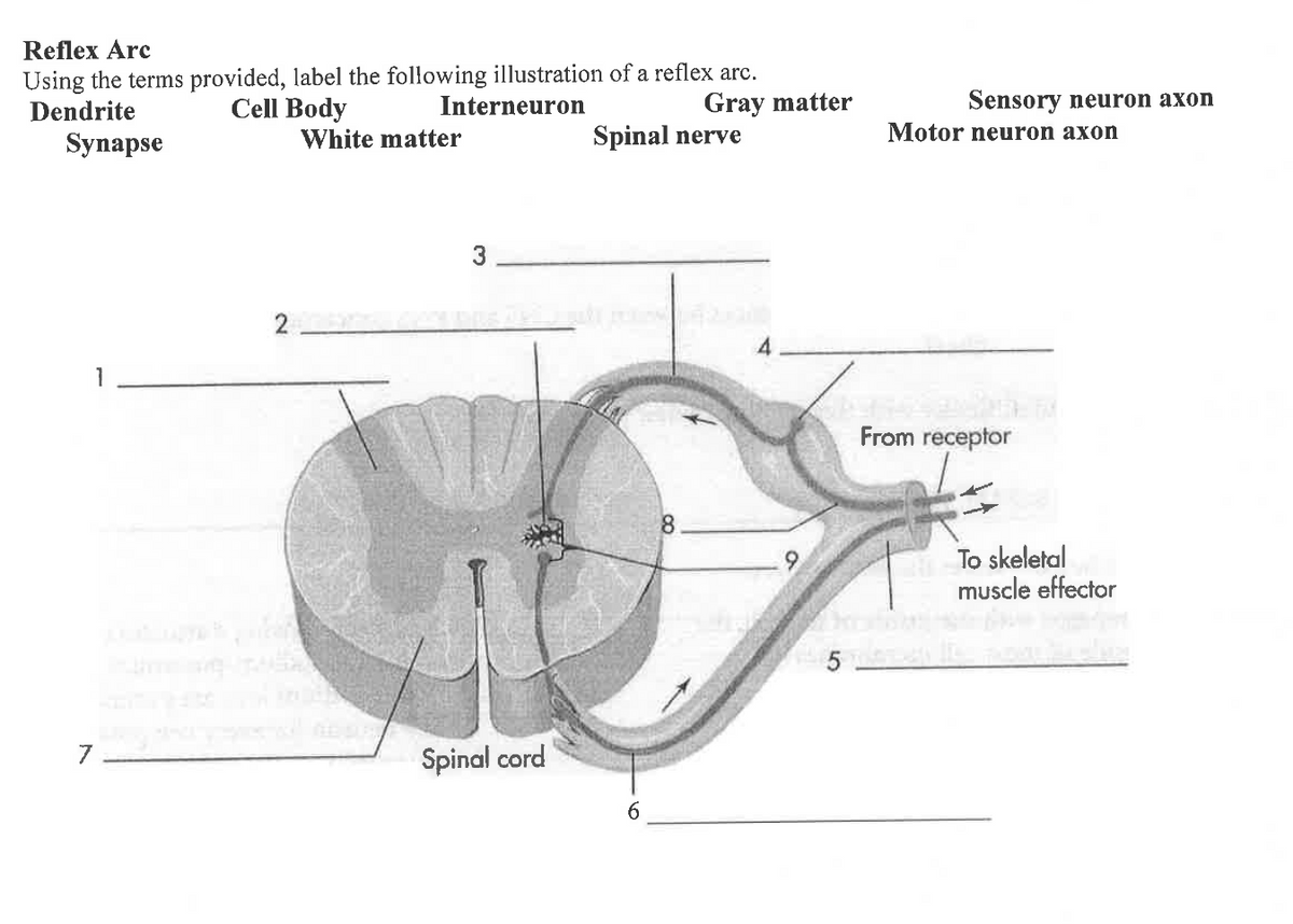 what is a simple reflex arc