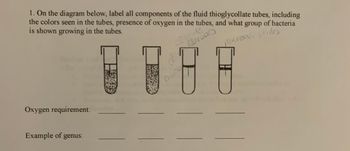 1. On the diagram below, label all components of the fluid thioglycollate tubes, including
the colors seen in the tubes, presence of oxygen in the tubes, and what group of bacteria
is shown growing in the tubes.
Perobes
Microad philes
Oxygen requirement:
Example of genus: