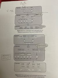 Chromosome
s's c*c*
s cC
Pgeneration
gamete formation
gamete formation
st-
wild
Hestcncs
fertilization
backcross the F, flies
with recessive parent
F, generation
s's ctc
Ss cc
gamete formation
s*sc*c
gamete formation
SC
fertilization
F, generation
phenotypic ratio
s*s cc
ss c'c
s's ctc
1 wild-type : 1 scarlet, curled : 1 curled : 1 scarlet
SS C
Figure 3.4: If the scarlet gene and curled gene are on
separate chromosomes, they assort independently.
s* c*
st, c+
P generation
S C
female
male
S,C
gamete formation
gamete formation
s*c+
SC
fertilization
backcross the female F,
flies with recessive parent
F1 generation
chomo
recess
female
male
gamete formation
gamete formation
no crossover
crossover
UNLINKED
s'c*
SC
stc+
SC
sc*
SC
ststctct
fertilization
F, generation C
S C
S C
s* c
scarlet,
wild-type
curled
scarlet
curled
non-recombinants:
recombinants:
lower proportion of flies
greatest proportion of flies
Figure 3.5: If the scarlet gene and curled gene are on the same
chromosome (linked), they will not assort independently.
