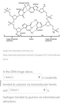 hydrogen bonds
H,N
adenine
3'
OH
thymine
H.N
cytosine
NH,
guanine
OH
3'
Sugar-phosphate
backbone
Bases
Sugar-phosphate
backbone
Image from OpenStax Chemistry, 2e:
https://openstax.org/books/chemistry-2e/pages/10-1-intermolecular-
forces
In the DNA image above,
[ Select ]
is covalently
bonded to cytosine via intramolecular bonds,
and [ Select ]
is
hydrogen-bonded to guanine via intermolecular
attractions.
