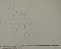 H.
H-N
H.
N.
H.
H.
N.
The enzyme chymotrypsin would cleave this molecule. Show where by drawing a line through
the bond (or bonds) that break.
