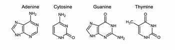 Adenine
Cytosine
NH₂
NH₂
d a dd
H3C.
N
NH
NH
ΝΗ
NH₂
Guanine
NH
Thymine
NH
NH