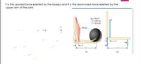 Fis the upward force exerted by the biceps and R is the downward force exerted by the
upper arm at the joint.
mg-50.0 N
d=3.00 cm
l-35.0 cm
Biceps
mg
R
(a)
(b)
