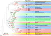 Arabidopsis Mammal
S.c.
S. p.
RabF1
RabF1, ARA6, associated with putative endosomal compartments.
-RabF1
99
-Rab22a
Raba2b
Rab22
Rab22, associated with endosomes.
100 Rab2a
RabF2.b
Raba
RabF2b, associated with putative endosomal compartments.
99 CRabsc
Rabsb
Ypts1
70
RabF2
Rab5 Ypt51/52/53
Ypt5
Rab 5, transport from PM to early endosomes and early endosome fusion
53
Ypt53
Ypt51, transport from PM to early endosomes and between endosomal compartments
F
-Ypt52
"Rah21
Associated with apical PM in epithelial cells
Rab17, transcytosis in epithelial cells
Rab21
Ypt10
Rabno
Rab24
Ypt10
Rab17
RabG2
RabG1
-
Rab02
RabG1
52-
RabG3.b
-Rab03a
Rab03
ScYpt7, late-endosome to vacuole and vacuole fusion
Rab3d
LRab03.c
Rab G3
Rab7
Ypt7
Ypt7
61
Rab7, late endosome to lysosome
84
Rab?
Ypt7
Rabe
Rabs
Rab32
Rab9, late endosome to trans-Golgi network
Rab32
-Rab
Rabas
Rab33
Rab38
Rab29
Rab23
Rab2
Kab28
Raht
Rab23
"Rab20
Rab28
Rab34
FRab36
G
RabH14
RabH1.e
E
72
-RabH1.e
RabH1a
Ypt6, endosome to Golgi
Rab H1
Rab6
Ypt6
Ryh1
-RabH1.b
100 rRaba
Rablo
Rab6A, retrograde traffic within the Golgi and from TGN and Golgi to ER
99
Rab6A', retrograde traffic from early endosome to TGN
H
Ypt6
C
-RabA1.d
RabA1.e
RabA1.b
RabA1a
72
FRabA1
RabA19
RabATI
RabA1.h
FRabA1e
Rab A1
RabA2e
RabAd
-RabA2.b
RabA2.a
100 CRabtta
Rab11, transport from recycling endosomes to PM, and between endosomes and Golgi
Rab A2
Rab11
Ypt31/32
Ypt3
Rab116
Ypt31/32, transport from late Golgi and to endosomes and PM
100Ypt31
CYpt32
Rab25
Rab25
Rab25, transport through recycling endosomes
F
RabAd
?
RabA4.e
59
72
Rab A4
PsRabA4 (Pra3) localised to post-Gogi prevacuolar compartments; distinct from PsRabA3
RabAde
RabA4.a
RabA3
Rab A3
PsRabA3 (Pra2) localised to post-Gogi prevacuolar compartments; distinct from PsRabA4
68
100
RabA6.a
Rab A6
RabA6.b
RabAS.e
A
FRabAS.d
-RabAS.
RabAS
93
Rab A5
AfRabA5.c (ARA4) localised to Golgi and adjacent vesicles
RabASa
Rab33a
Rab33b
Golgi associated
Golgi associated
Rab33
Rab30
Rab19
100CRac
RabC2.b
Rab30
Rab19
92
Rab C2
77
-RabC1
"Rab18
Rab18 associated with endosomes, especially in epithelial cells (recycling to PM?)
Rab C1
Rab18
Rab01
Rab D1
72HRaboze
Rab02.b
97cRabta RabD2a
Rabib
Ypt1
Rab3s
SeYpt1, ER to Golgi transport and early intra-Golgi transport
Rab1, ER to intermediate-compartment/VTC and early intra-Golgi transport
RabD2a, ER to Golgi transport
87
Rab D2
Rab1
Ypt1
Ypt1
Rab35
98CRabE1.e
RabE1.b
100 RASP
Sec4, Golgi to PM (bud site)
Ypt2, Golgi to PM
RabE1a
188-RabE1.d
Rabl1e
E
Rab E1
Rabs
Sec4
Ypt2
Rab8, Golgi to basolateral PM in epithelial cells and regulated secretory granule exocytosis
Secd
-Rabba
Rabb
Rabte Rab13
Rab26
Rab37
Rab13
Rab10
Rab26
Rab37
Rab12
Associated with PM at tight junctions in epithelial cells
Golgi associated
Associated with secretory granules
Associated with secretory granules
Golgi associated
Rab12
Rab3a
Rabe
Rab3
Regulated secretion in neurones and neuroendocrine cells
LM Rab
Rabad
-Rab27a
Rab27b
Rab27
Melanosome transport in melanocytes
Antagonist of endocytosis at PM
Rab15
Rab15
"Rab40a
Rab40b
Rab40
RabB1.b
57 h
97
RabB1.e
RabB1.a
Rab2, maturation of VTC (recycling from VTC to ER?) and intra Golgi traffic
AIRabB1b and tobacco homologue Golgi localised; required for ER-Golgi traffic in pollen tubes
Rab B1
Rab2
66
"Rab2
Rabla
Rab4b
Rab4
BL77
Rab4, recycling from early endosome to PM
Rab14, phagosome associated
Rab14
Rab14
Rab39
Rab39
10 changes
