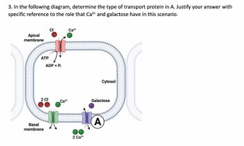 3. In the following diagram, determine the type of transport protein in A. Justify your answer with
specific reference to the role that Ca²+ and galactose have in this scenario.
Apical
membrane
ATP
2 CI
Basal
membrane
CI™
ADP + Pi
Ca²+
Ca²+
2 Ca²+
Cytosol
Galactose
A