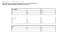 1. Tail - What percent of offspring will have a tail?
2. Tail Shape - What percentage of offspring will have a part curly part straight tail?
3. Tail Color - What percent of offspring will have a purple tail?
Tail Shape
C'
CC
C'
C'
CC
C'
Tail Color
00
Oo
Oo
00
Tail
t
TT
Tt
Tt
tt
|8 8
