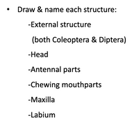 Draw & name each structure:
-External structure
(both Coleoptera & Diptera)
-Нead
-Antennal parts
-Chewing mouthparts
-Мaxilla
-Labium
