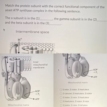 Answered: Match the protein subunit with the… | bartleby