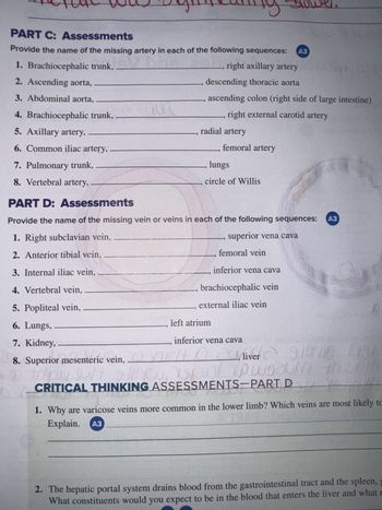 PART C: Assessments
carly Slower
Provide the name of the missing artery in each of the following sequences:
1. Brachiocephalic trunk,
2. Ascending aorta,
3. Abdominal aorta,
4. Brachiocephalic trunk,
5. Axillary artery,
6. Common iliac artery,
right axillary artery
descending thoracic aorta
A3
ascending colon (right side of large intestine)
right external carotid artery
radial artery
femoral artery
7. Pulmonary trunk,
8. Vertebral artery,
lungs
circle of Willis
PART D: Assessments
Provide the name of the missing vein or veins in each of the following sequences:
1. Right subclavian vein,
2. Anterior tibial vein,
superior vena cava
femoral vein
3. Internal iliac vein,
4. Vertebral vein,
5. Popliteal vein,
6. Lungs,
7. Kidney,
8. Superior mesenteric vein,
Jinky
inferior vena cava
brachiocephalic vein
external iliac vein
A3
left atrium
inferior vena cava
liver 919 BL
CRITICAL THINKING ASSESSMENTS-PART D
1. Why are varicose veins more common in the lower limb? Which veins are most likely to
Explain.
A3
2. The hepatic portal system drains blood from the gastrointestinal tract and the spleen,
What constituents would you expect to be in the blood that enters the liver and what