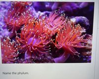 Name the phylum.
