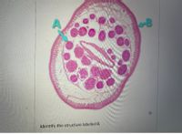 B
Identify the structure labeled B.
