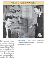 Watson and Crick's DNA model
by hydrogen bonds
se a spiral staircase
ating phosphate and
nkages (Figure 7-8b).
ain is organized. As
umbered 1' through
one deoxyribose to
gar-phosphate back-
tanding this polarity
FIGURE 7-7 James Watson and Francis
Crick with their DNA model. [A. Barrington
Brown/Science Source]
