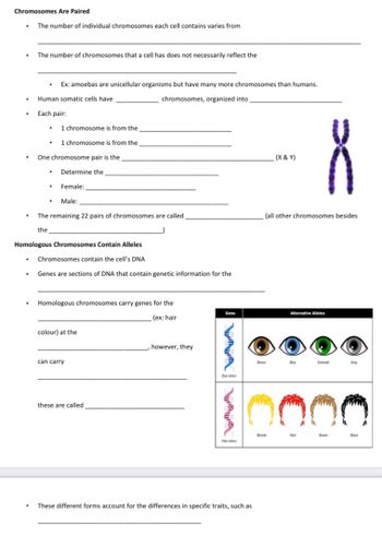 Chromosomes Are Paired
• The number of individual chromosomes each cell contains varies from
The number of chromosomes that a cell has does not necessarily reflect the
Ex: amoebas are unicellular organisms but have many more chromosomes than humans.
Human somatic cells have
chromosomes, organized into
• 1 chromosome is from the
• 1 chromosome is from the
_(X & Y)
8
(all other chromosomes besides
Alternative Alleles
• Each pair:
One chromosome pair is the
• Determine the
Female:
.
Male:
The remaining 22 pairs of chromosomes are called
the
Homologous Chromosomes Contain Alleles
Chromosomes contain the cell's DNA
Genes are sections of DNA that contain genetic information for the
Homologous chromosomes carry genes for the
Gene
(ex: hair
colour) at the
however, they
can carry
Eye colour
these are called
Hair colour
.
These different forms account for the differences in specific traits, such as
Brown
Blonde
Brown
Grey