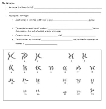 Answered: The Karyotype . Karyotype… | bartleby