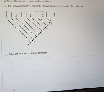 LO35 Identify the main synapomorphies of plants
Use the following diagram to match the following events to the point in the phylogeny
Charophyte
Liverworts
OE
OA
B
Moses
D
Hornworts
Lycophytes
Ferns
Colonization of terrestrial environments
Pines
Cycads
Monocots
Eudicots