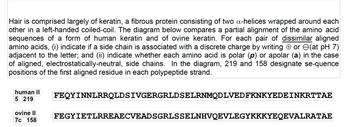 Hair is comprised largely of keratin, a fibrous protein consisting of two α-helices wrapped around each other in a left-handed coiled-coil. The diagram below compares a partial alignment of the amino acid sequences of a form of human keratin and of ovine keratin. For each pair of dissimilar aligned amino acids, (i) indicate if a side chain is associated with a discrete charge by writing ⊕ or ⊖ (at pH 7) adjacent to the letter; and (ii) indicate whether each amino acid is polar (p) or apolar (a) in the case of aligned, electrostatically-neutral, side chains. In the diagram, 219 and 158 designate sequence positions of the first aligned residue in each polypeptide strand.

Diagram:

- **Human Sequence (5 to 219):**
  ```
  FEQYINNLRRQLDSIVGERGRLDSSELRNMQDLVEDFKNKYEDENKRTTAE
  ```

- **Ovine Sequence (7c to 158):**
  ```
  FEGYIETLRREAECVEADSGRLSSSELNHVQEVLEGYKKYKYEQEVALRATAE
  ``` 

This alignment compares specific sequences of human and ovine keratin, focusing on differences in amino acids and their properties.