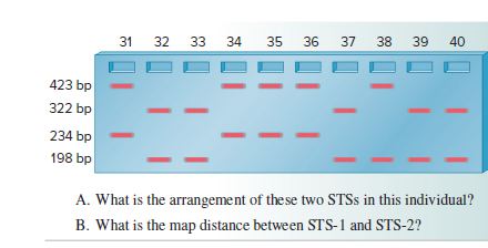 31
32
33
34
35
36
37
38
39
40
423 bp
322 bp
234 bp
198 bp
A. What is the arrangement of the se two STSS in this individual?
B. What is the map distance between STS-1 and STS-2?
