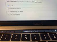 Which of the following organisms would be most likely to fossilize?
Oa rare flower
O an abundant ovulate cone
O an abundant pine tree needle
O a rare pine tree needle
MacBook Pro
Search or type URL
&
$
4
< CO
#3
个
