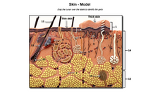 Skin - Model
Drag the cursor over the labels to identify the parts
Thick skin
Thin skin
11
10
14
16
15
