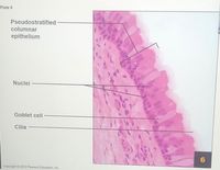 Plate 6
Pseudostratified
columnar
epithelium
Nuclei
Goblet cell
Cilia
Copyright 2010 Pearson Education, Inc.
