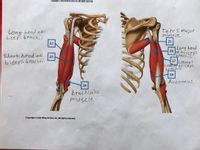 Copyright o John Wiley & Sons, Inc. All rights reserved.
Long head of
biceps brachi
Teres major
muscle
25
22
Long head
oftriceps
brachili
26
Short head of
biceps brachii
23
27 Latera!
headofitriceps
bcachili
28
Anconeus
24
Brachialis
muscle
Copyright O John Wiley & Sons, Inc. All rights reserved.
