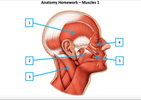 Anatomy Homework – Muscles 1
1
4
3
