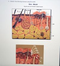 b. Identify 4 the following structures using this model.
Skin - Model
Drag the cursor over the labels to identify the parts
Thick skin
Thin skin
11
-14
15
1a.
,2a.
2b.
2c.
1.
3.
4.
II.
