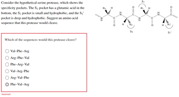 Consider the hypothetical serine protease, which shows the
specificity pockets. The S₁ pocket has a glutamic acid in the
bottom, the S₂ pocket is small and hydrophobic, and the S₁'
pocket is deep and hydrophobic. Suggest an amino acid
sequence that this protease would cleave.
Which of the sequences would this protease cleave?
Val-Phe-Arg
Arg-Phe-Val
Phe-Arg-Val
Val-Arg-Phe
Arg-Val-Phe
Phe-Val-Arg
Incorrect
ZI
R3
Il
H
ZI
H
S2
ZT
S₁
Y
"Ri
S₁