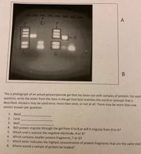 A
C2
G
This a photograph of an actual polyacrylamide gel that has been run with samples of protein. For each
question, write the letter from the item in the gel that best matches the word or concept that is
described. Answers may be used once, more than once, or not at all. There may be more than one
correct answer per question.
1. Band
2. Lane
3. Well
4. Will protein migrate through the gel from A to B or will it migrate from B to A?
5. Which end is nearest the negative electrode, A or B?
6. Which contains smaller protein fragments, F or G?
7. Which letter indicates the highest concentration of protein fragments that are the same size
8. Where would a sample of protein be loaded?
B.
