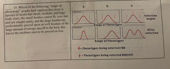 19. Which of the following "range of
phenotype" graphs best captures this story: a
species of beetle has small, medium, and large
body sizes; the small beetles cannot fly very fast,
and are caught easily, and the large beetles are
preferentially preyed upon as well because of the
large amount of energy payoff to the bird; this
leaves the medium ones to be preyed on less.
FREQUENCY
FREQUENCY
A
بالخار
Culoas
Range of Phenotypes.
A
Range of Phenotypes
4- Phenotypes being selected FOR
-Phenotypes being selected AGAINST
Selection
begins
After
selection
M