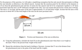 For the purposes of this question, we will make a simplifying assumption that the only muscle that participates in lifting
the arm laterally in abduction is the deltoid muscle. Assume that the insertion point for the deltoid on the humerus is
10 cm from the glenohumeral joint and line of action for this muscle (and all of its components together) is 10° from
horizontal when the arm is at 90° abduction (straight to the side). You can assume that person has a body mass of 80 kg.
The arm is 55 cm long, and the mass of the arm is approximately 5% of total body weight. Assume that the mass of the
arm acts at about 40% of the total length of the arm (on the more proximal side).
0 = 10°
10 cm
55 cm
Figure 1: Position and dimensions of the arm in abduction.
A) Using this information, calculate the load (N) on the glenohumeral joint when there is no weight in
the hand. What is the percent body weight of this load?
B) Repeat the calculation when the hand is holding a 2 kg mass. Assume that 55 cm is the distance from
the glenohumeral joint to the palm of the hand (and the weight).