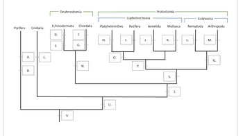 Porifera
A.
B.
Cnidaria
C.
Echinodermata
D.
Deuterostomia
E.
V.
Chordata
F.
G.
N.
Platyhelminthes
H.
U.
O.
I.
Lophotrochozoa
Rotifera Annelida Mollusca
P.
Protostomia
J.
K.
S.
T.
Ecdysozoa
Nematoda Arthropoda
L.
M.
Q.