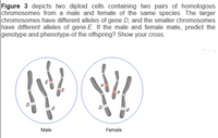 Figure 3 depicts two diploid cells containing two pairs of homologous
chromosomes from a male and female of the same species. The larger
chromosomes have different alleles of gene D, and the smaller chromosomes
have different alleles of gene E. If the male and female mate, predict the
genotype and phenotype of the offspring? Show your cross.
E
Male
Female
