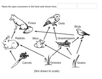 Answered: Name the apex consumers in the food web… | bartleby