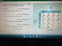 uareš
Answer the following questions about the probable
offspring of two heterozygous parents.
6. Enter
out of 16 offspring are
GgSs
likely to have smooth, green pods.
GS
Gs
gS
gs
7. Enter
out of 16 offspring are
GGSS
GGSS
GGSS
GgSs
GS
likely to have smooth, yellow pods.
GGSS
GGss
GgSs
Ggss
8. Enter
out of 16 offspring are
Gs
likely to have wrinkled, green pods.
GgSs
GgSS
GgSs
g9ss
ggSs
9s
9. Enter
out of 16 offspring are
likely to have wrinkled, yellow pods.
GgSs
Ggss
ggSs
ggss
gs
Check Answer
F, Generation
