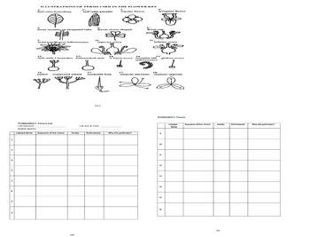 1
S
ILLUSTRATIONS OF TERMS USED IN THE FLOWER KEY
af veins branching
regular flower
leaf veins parallel
many stamens of
elongated tube
head (sent yer) inflorescence
13.
13%.
style with 3 branches
टै
Ś
17.
16.
umbet
compound umbet
xtorkabill fruit
даво чере
$₂
152
Lab Day & Time:
Pallinator(s)
WORKSHEET: Flowers Lab
Lab Instructor:
Student num();
Labeled Name Sequence of line choice
Family
155
11.
superior overy
14ed ovary
d
Why this pollinator?
irregular flower
floral cup
17.
stamcnx alternate
11 inferior ova
14.
&
14
scorpion tail
globose ovary
d
IN.
stamenx opposite
WORKSHEET: Flowers
Labeled
Nume
9
10
11
12
14
15
16
Sequence of line choice
Family
156
Pollinator(1)
Why this pollinator?