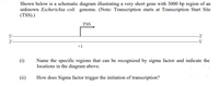 in m
5'-
3'-
Shown below is a schematic diagram illustrating a very short gene with 3000 bp region of an
unknown Escherichia coli genome. (Note: Transcription starts at Transcription Start Site
(TSS).)
TSS
-3'
-5'
+1
(i)
Name the specific regions that can be recognized by sigma factor and indicate the
locations in the diagram above.
(ii)
How does Sigma factor trigger the initiation of transcription?