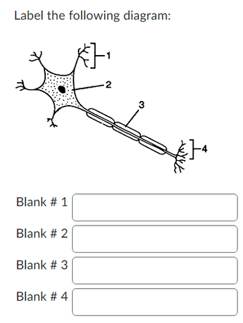 Answered: Label The Following Diagram: Blank # 1… 