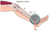 Quadriceps tendon
o 53
d
60°
