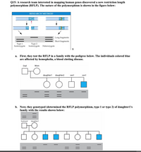 Q15: A research team interested in mapping human genes discovered a new restriction length
polymorphism (RFLP). The nature of the polymorphism is shown in the figure below:
RESEARCH METHOD
GAATTC
CTTAAG
GACTTC
CTCAAG
GAA
CT
TTC
AAG
GAGTTC
CTCAAG
Long fragments
Short fragments
Туре 1
homozygote
Туре 2
homozygote Heterozygote
S
First, they test the RFLP in a family with the pedigree below. The individuals colored blue
are affected by hemophelia, a blood clotting disease.
а.
Dad
Mom
daughter1
daughter2
son1
son1
b. Next, they genotyped (determined the RFLP polymorphism, type 1 or type 2) of daughter1's
family with the results shown below:
husband
daughter1
||
