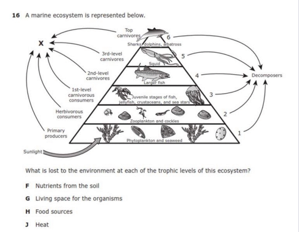 marine biome decomposers