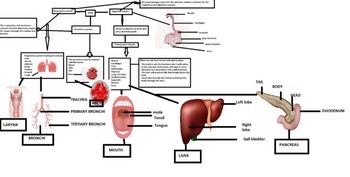 The respiratory and detery
systems droulate blood and oxygen
Air moves through the trachea and
LARYNX
Respiratory system
Respiratory system body parts include
nose
mouth
BRONCHI
Circulatory
Body
the delatory system includes
Calified bones
TRACHEA
RBC
PRIMARY BRONCHI
TERTIARY BRONCHI
Digestive system
Works to absorb nutrients and
carry chemical signals
body parts include
Espagu
Liver
Galler
Large Intestine
Appendix
The naal passages open into the pharynx, which is common for the
respiratory and digestive systems.
MOUTH
When we eat food mixed with gestjes
The teeth crush the food and mix it with saliva
in the stomach, food mines with gastric juices.
Nutrients are absorbed in the small intestin
The liver will produce bile that breaks down the
food
Feces Pass through the rectum and leave the
body through the a
ovula
Mouth
Tonsil
Tongue
LIVER
Csophagus
Stomach
lage eine
Left lobe
TAIL
Right
lobe
Gall bladder
BODY
HEAD
PANCREAS
DUODENUM