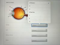 MATCHING
[ Choose ]
C
G
E -
B Red line
E
Cornea
[ Choose ]
Lens
[ Choose ]
Vitreous Humor
[ Choose]
Retina
[ Choose ]
