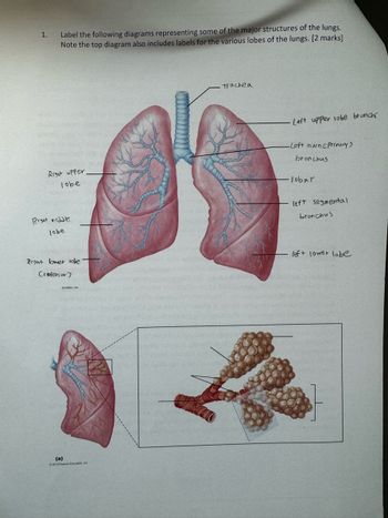 1.
Label the following diagrams representing some of the major structures of the lungs.
Note the top diagram also includes labels for the various lobes of the lungs. [2 marks]
Right upper
lobe
Rrant nadle
lobe
Trachea
Left upper lobe bronch
-Left marne Primary)
bronchus
lobar
left segmental
bronchus
Prant lower lobe
(Inferior)
left lower lobe
ducation, Inc
(a)
©2013 Pearson Education ne