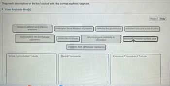 Drag each description to the bin labeled with the correct nephron segment.
►View Available Hint(s)
between afferent and efferent
arterioles
reabsorption into peritubular
capillaries
Distal Convoluted Tubule
podocytes block filtration of proteins
production of filtrate
contains the glomerulus
Renal Corpuscle
returns organic nutrients to
circulation
secretion from peritubular capillaries
Reset Help
releases ions and acids to urine
microvill increase surface area
Proximal Convoluted Tubule