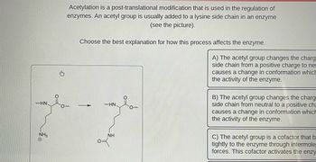 WHN.
NH3
Ⓒ
Acetylation is a post-translational modification that is used in the regulation of
enzymes. An acetyl group is usually added to a lysine side chain in an enzyme
(see the picture).
Choose the best explanation for how this process affects the enzyme.
WHN.
NH
10m
A) The acetyl group changes the charg
side chain from a positive charge to ne
causes a change in conformation which
the activity of the enzyme.
B) The acetyl group changes the charg
side chain from neutral to a positive cha
causes a change in conformation which
the activity of the enzyme.
C) The acetyl group is a cofactor that b
tightly to the enzyme through intermole
forces. This cofactor activates the enzy